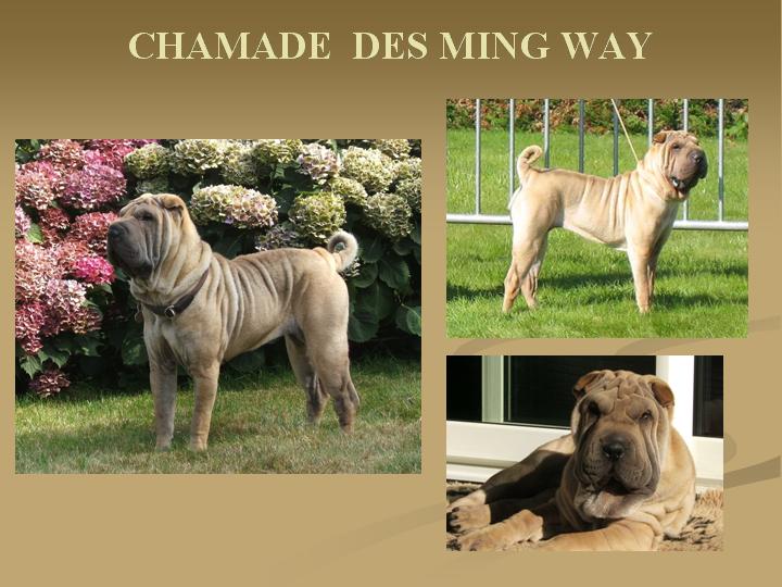 Chamade des Ming Way