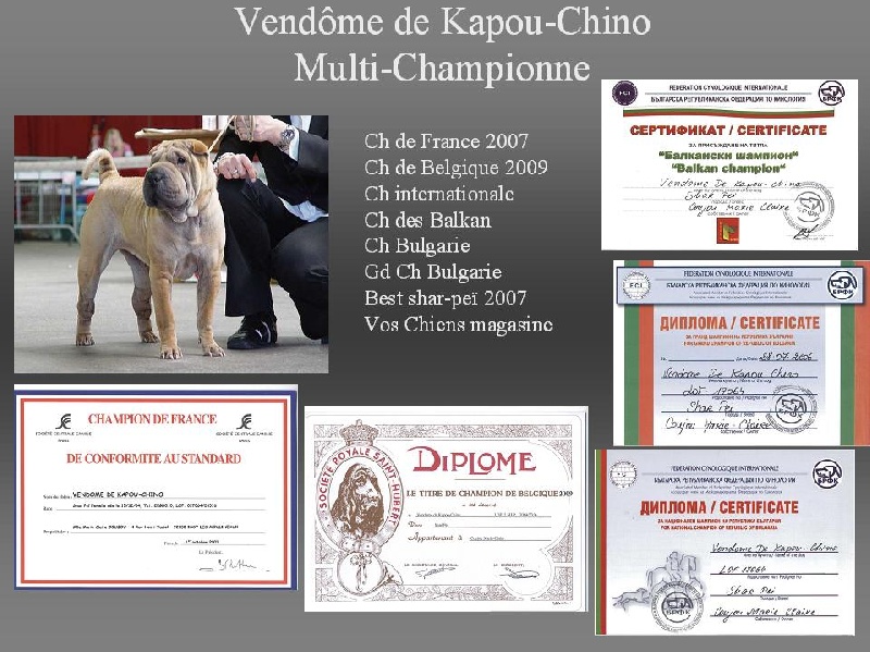 CH. Vendôme De kapou-chino