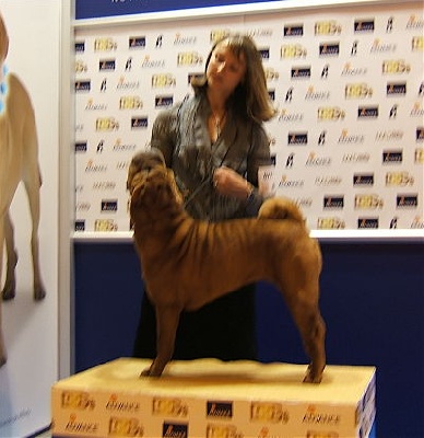 des Ming Way - ESCAPE CAC CACIB MADRID 2011 Championne d'Espagne