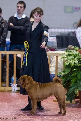 des Ming Way - CH. ESCAPE AMIENS 2012 CACS CACIB BOB