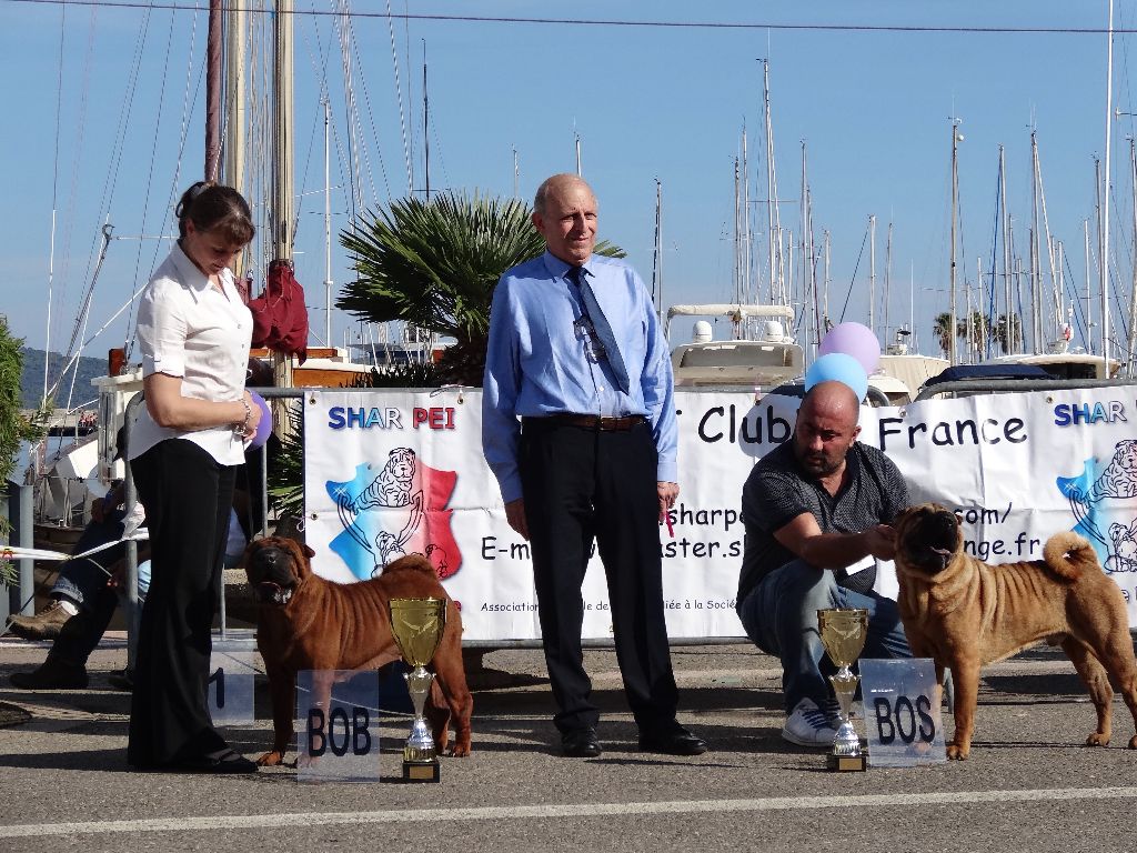 des Ming Way - INDIGO BOB Régionale d'élevage Cavalaire 2016