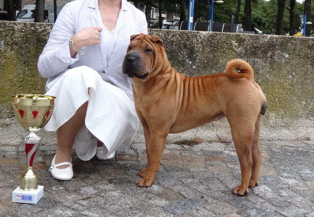 des Ming Way - JEWEL RBIS PUPPY BRIVE 2015