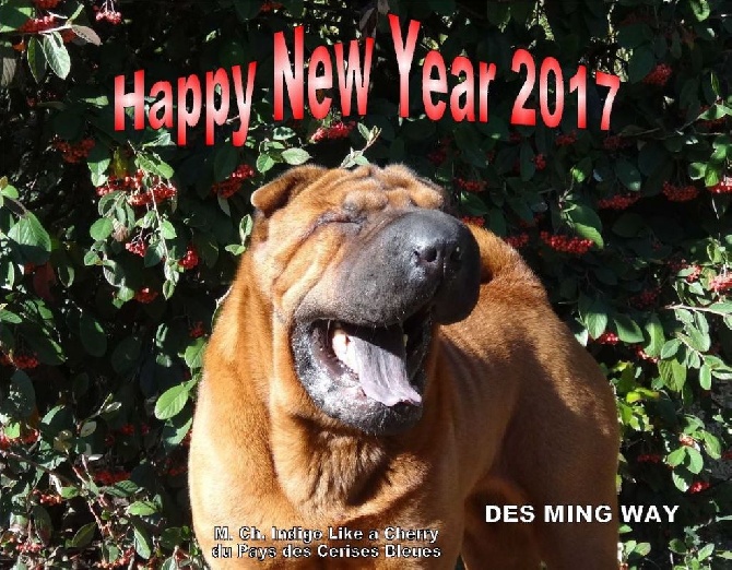 des Ming Way - Meilleurs voeux pour 2017