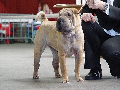 des Ming Way - VENDÔME MEILLEUR SHAR-PEÏ 2007 Concours VOS CHIENS