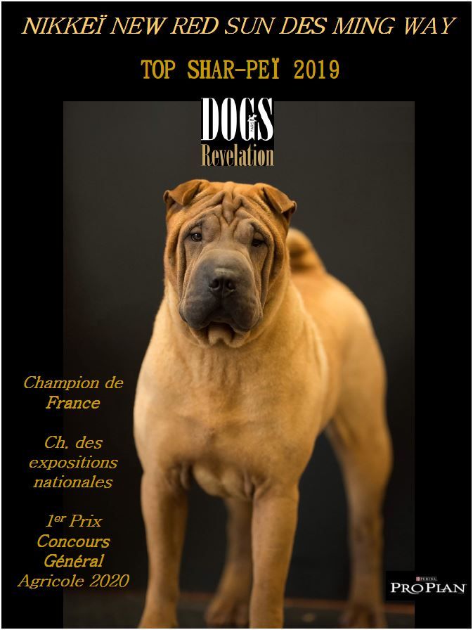 des Ming Way - Nikkeï Top Shar-peï Dogs Revelation