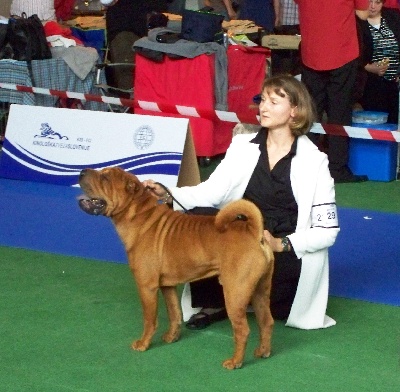 des Ming Way - DESMOND CAC EUROPEAN DOG SHOW CELJE 2010