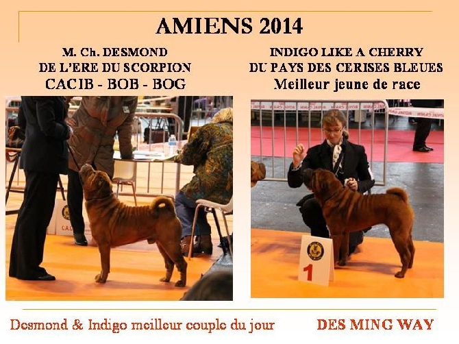 des Ming Way - AMIENS 2014 DESMOND BOG INDIGO MEILLEUR JEUNE