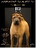  - Nikkeï Top Shar-peï Dogs Revelation