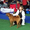 - DESMOND CAC EUROPEAN DOG SHOW CELJE 2010