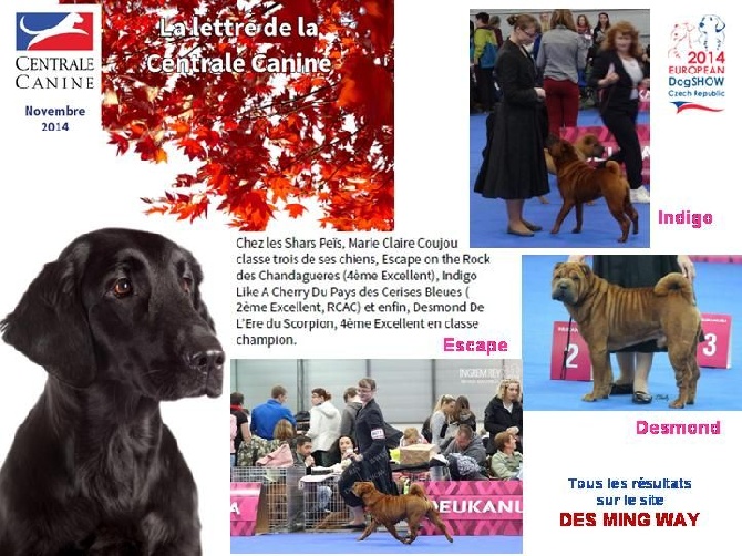 des Ming Way - Ch. d'Europe Brno 2014 - les shar-peïs français à l'honneur