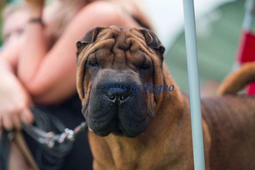 des Ming Way - HIGHWAY CH JR EUROPEAN DOG SHOW 2019