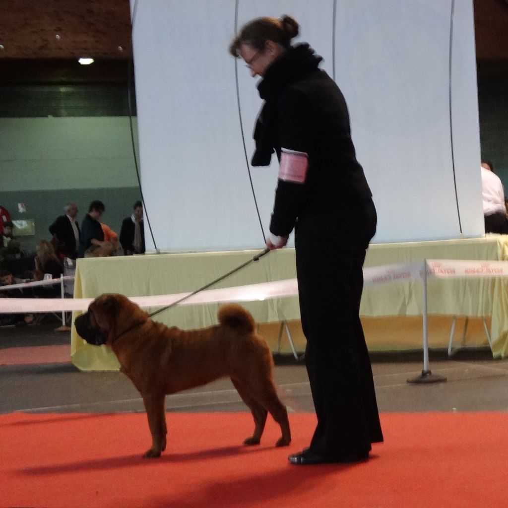 des Ming Way - MOVEA MEILLEUR PUPPY AMIENS NDS 2017