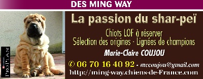 des Ming Way - VOS CHIENS MAGAZINE