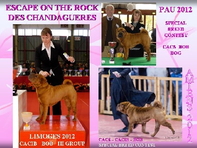 des Ming Way - ESCAPE TOP SHAR-PEÏ 2012 CHALLENGE VOS CHIENS 