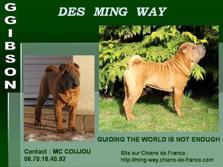 Guiding the world is not enough des Ming Way