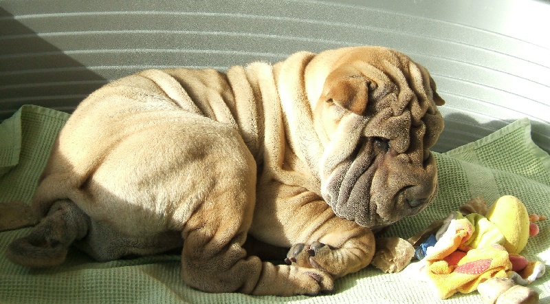 des Ming Way - Shar Pei - Portée née le 23/10/2007