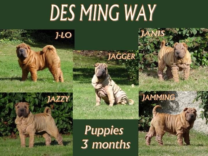 des Ming Way - Shar Pei - Portée née le 24/05/2014