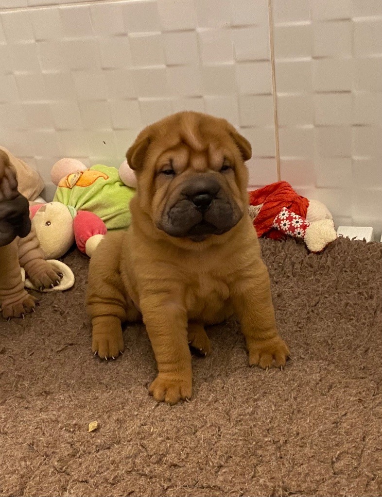 des Ming Way - Chiot disponible  - Shar Pei