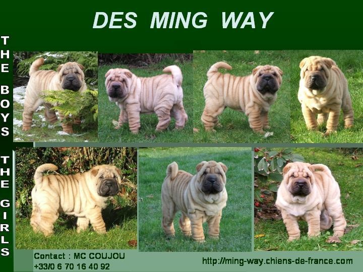 des Ming Way - Shar Pei - Portée née le 30/10/2012