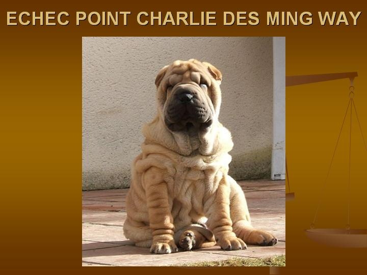 des Ming Way - Shar Pei - Portée née le 02/11/2009