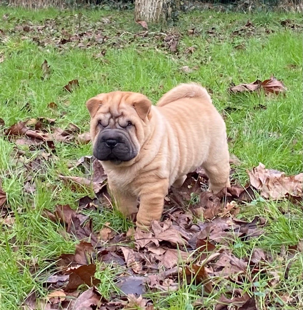 des Ming Way - Chiot disponible  - Shar Pei