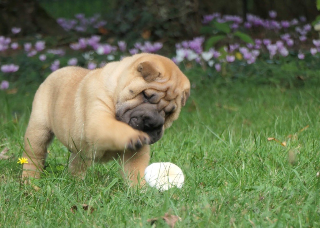 des Ming Way - Shar Pei - Portée née le 14/07/2020