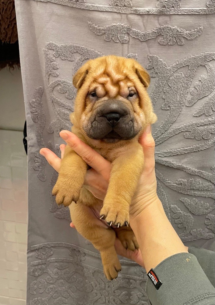 des Ming Way - Chiot disponible  - Shar Pei