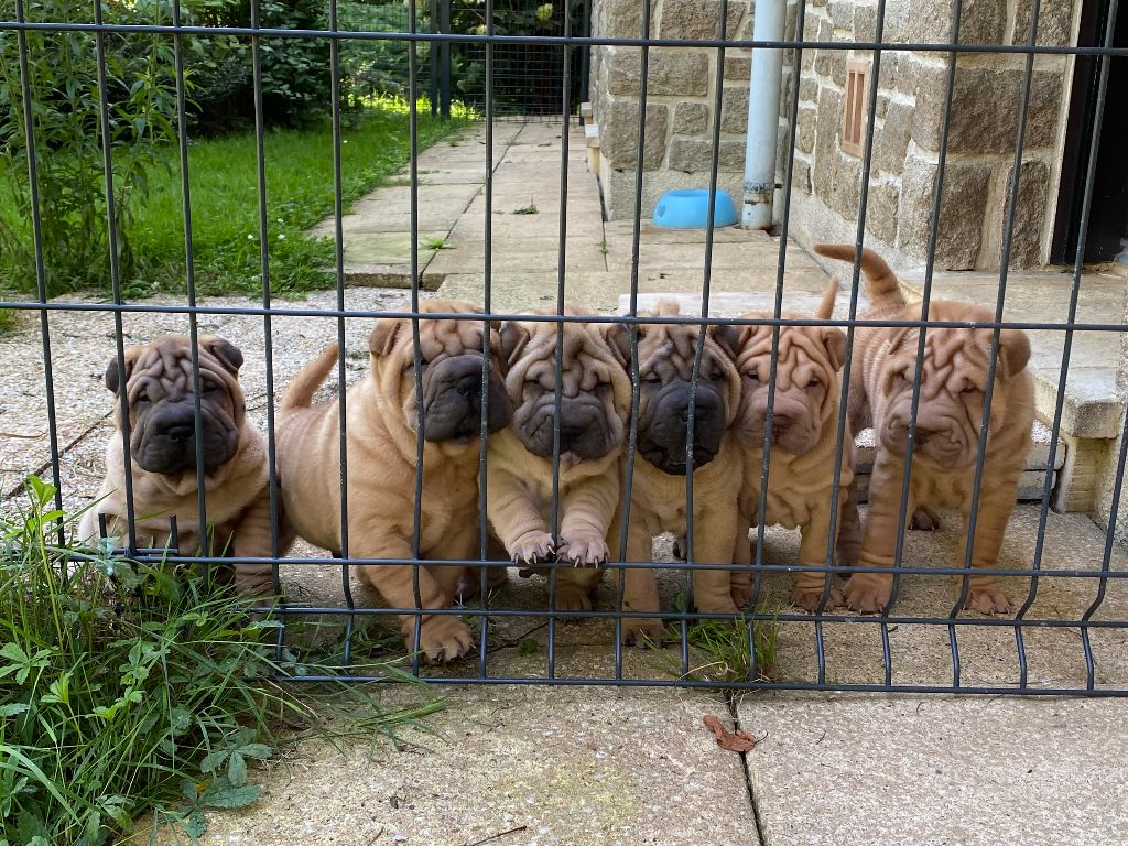 des Ming Way - Shar Pei - Portée née le 26/06/2021