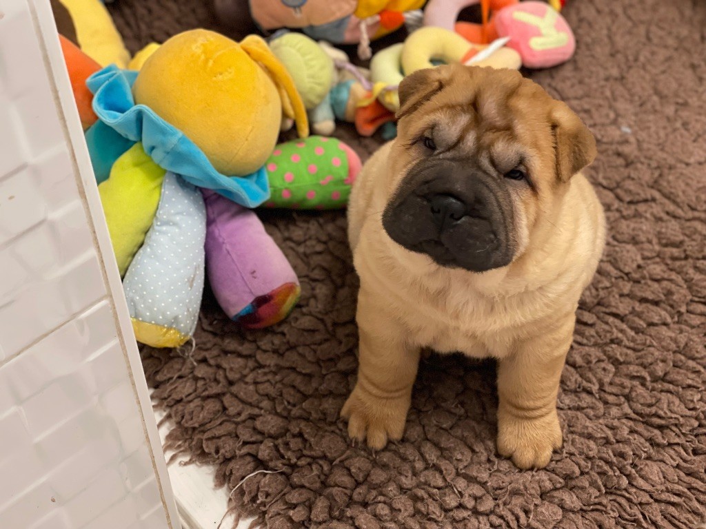 des Ming Way - Chiot disponible  - Shar Pei