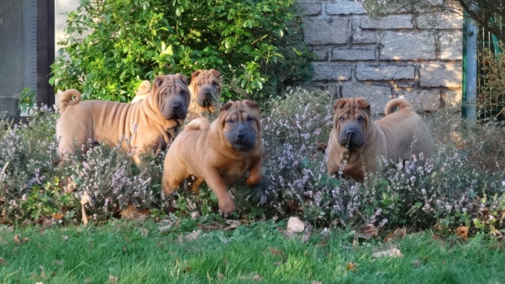 des Ming Way - Shar Pei - Portée née le 13/07/2017