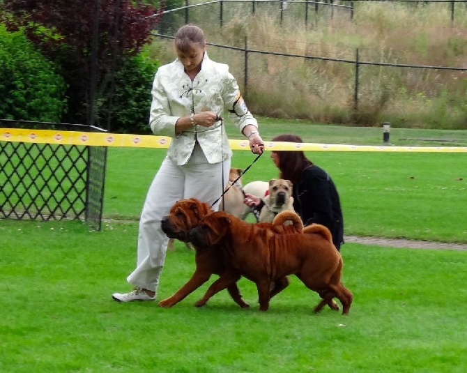 des Ming Way - DESMOND & INDIGO MEILLEUR COUPLE DE RACE BERLIN 2014