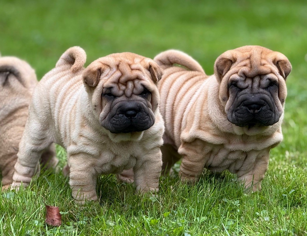 Bébés exceptionnels 