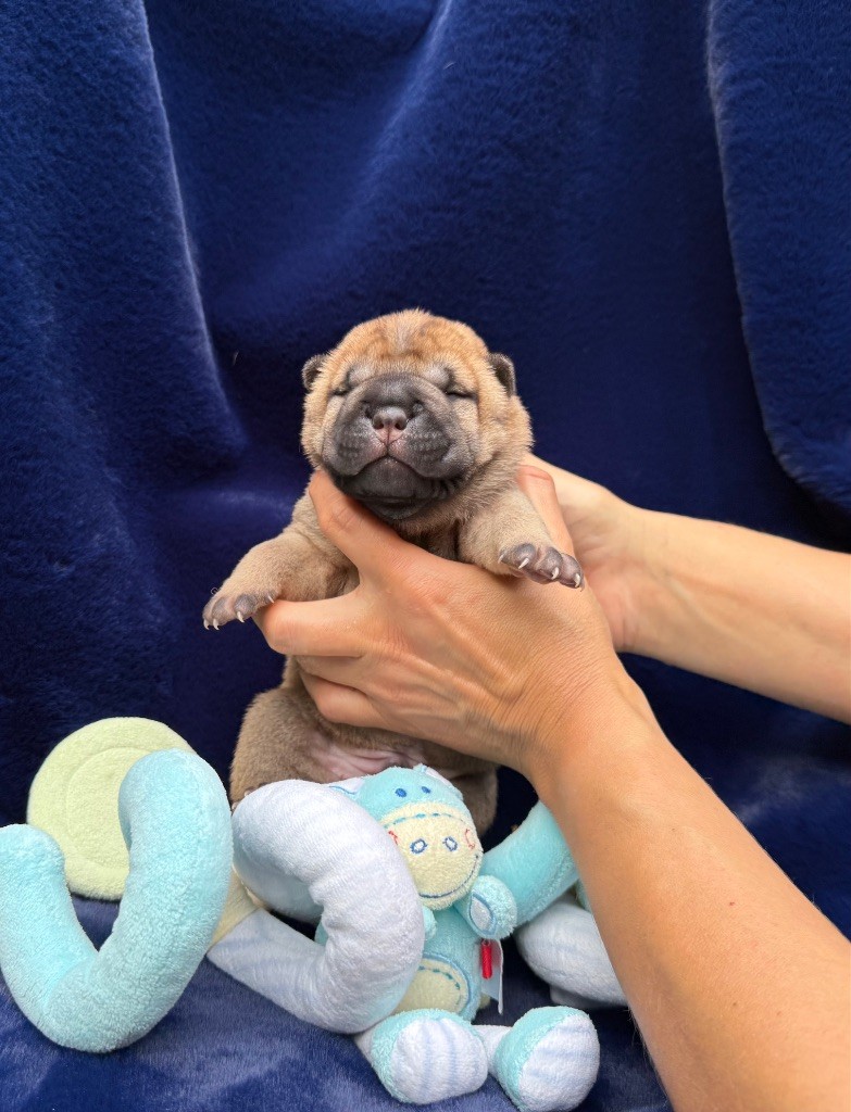 des Ming Way - Chiots disponibles - Shar Pei