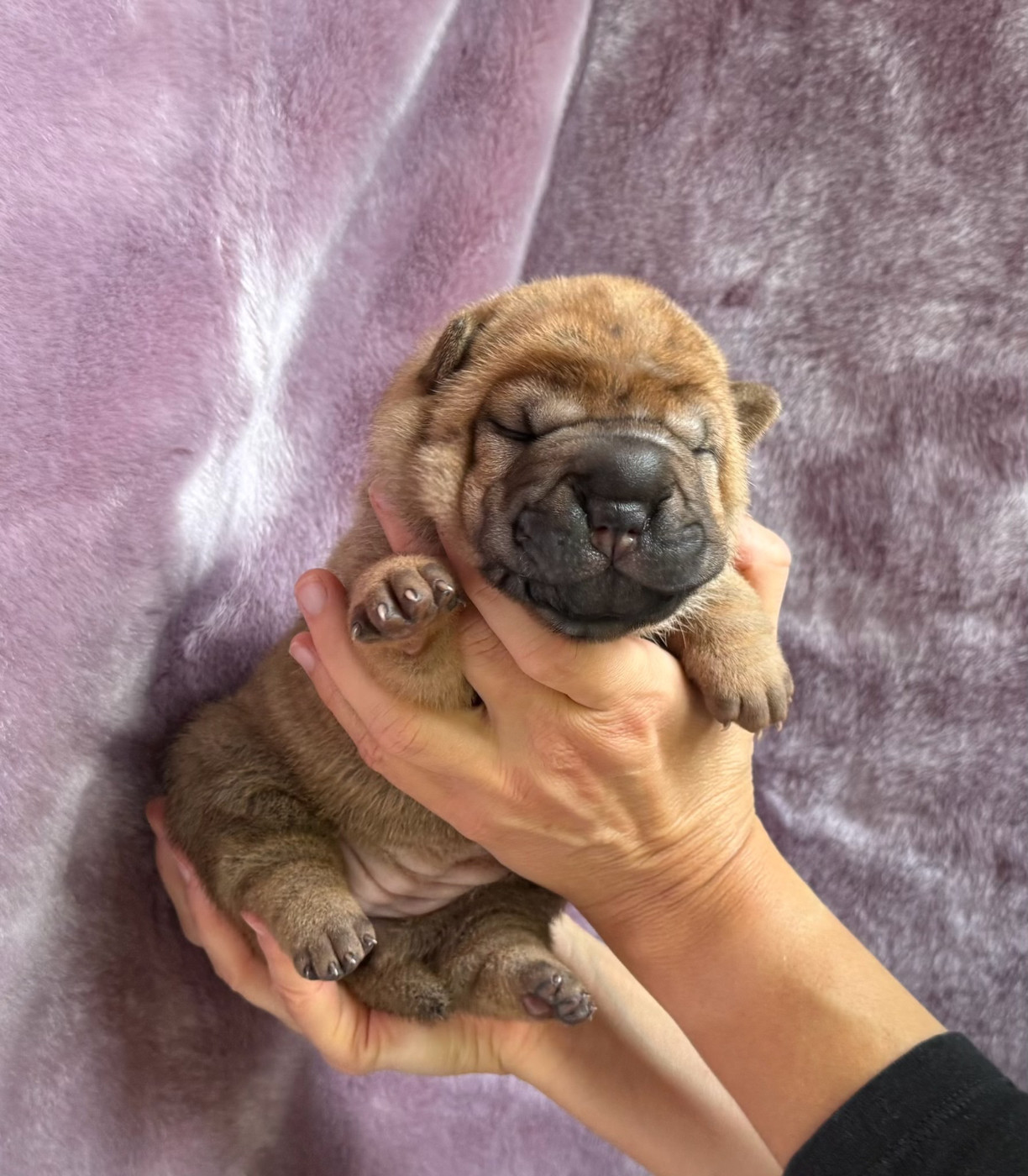 des Ming Way - Chiots disponibles - Shar Pei
