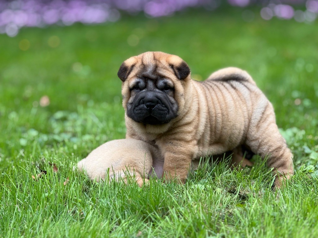 des Ming Way - Chiots disponibles - Shar Pei