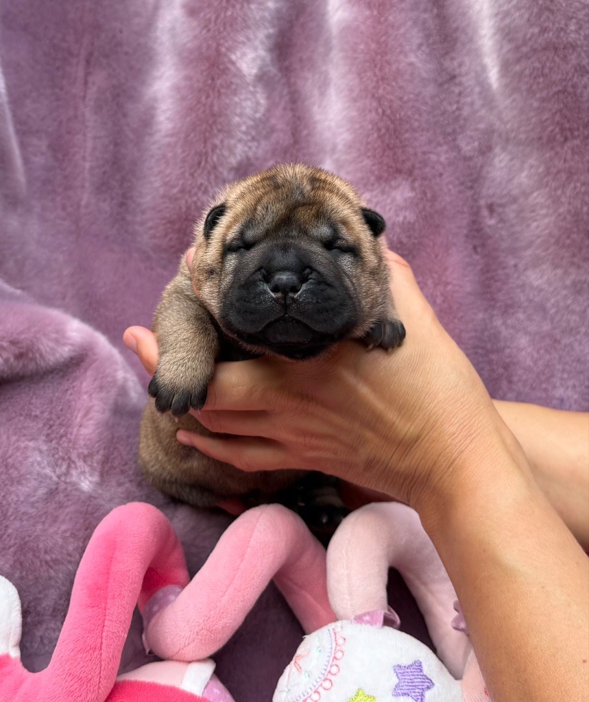 des Ming Way - Chiots disponibles - Shar Pei