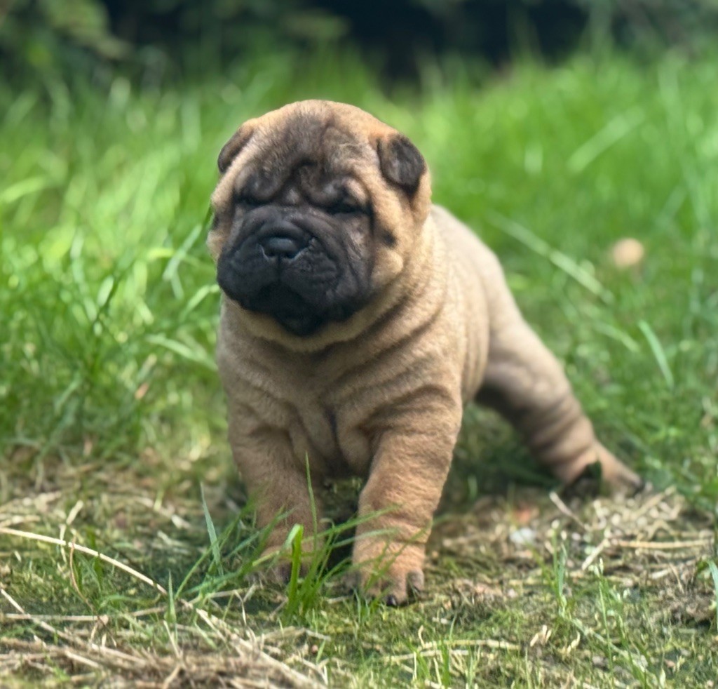 des Ming Way - Chiots disponibles - Shar Pei