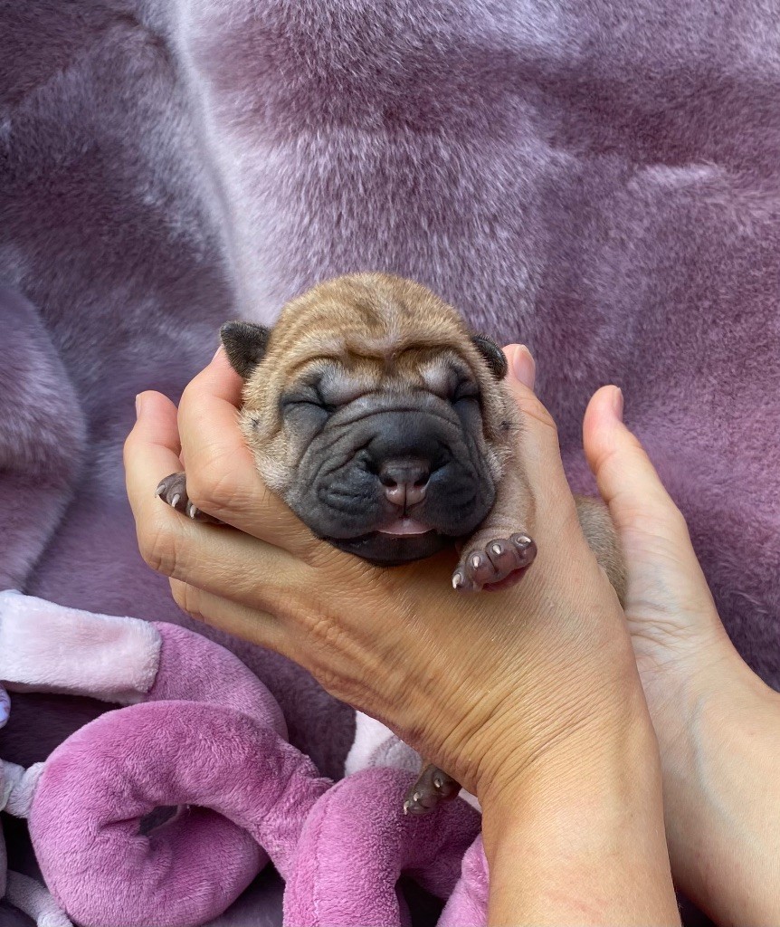 des Ming Way - Chiots disponibles - Shar Pei