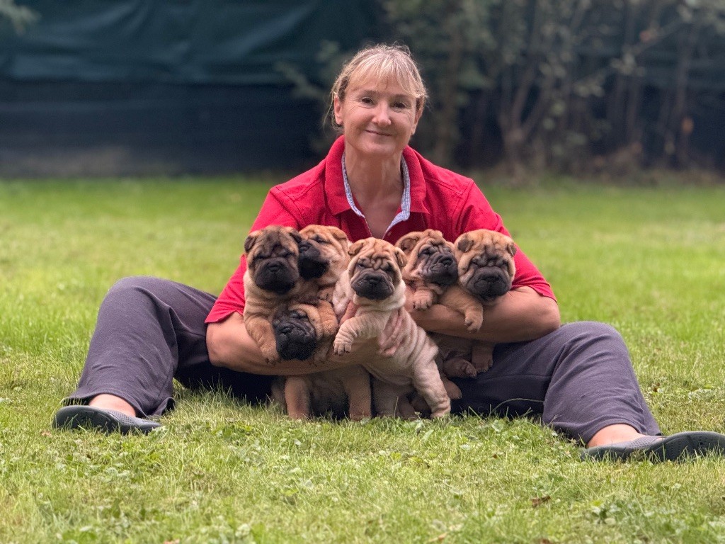 Chiot Shar Pei des Ming Way