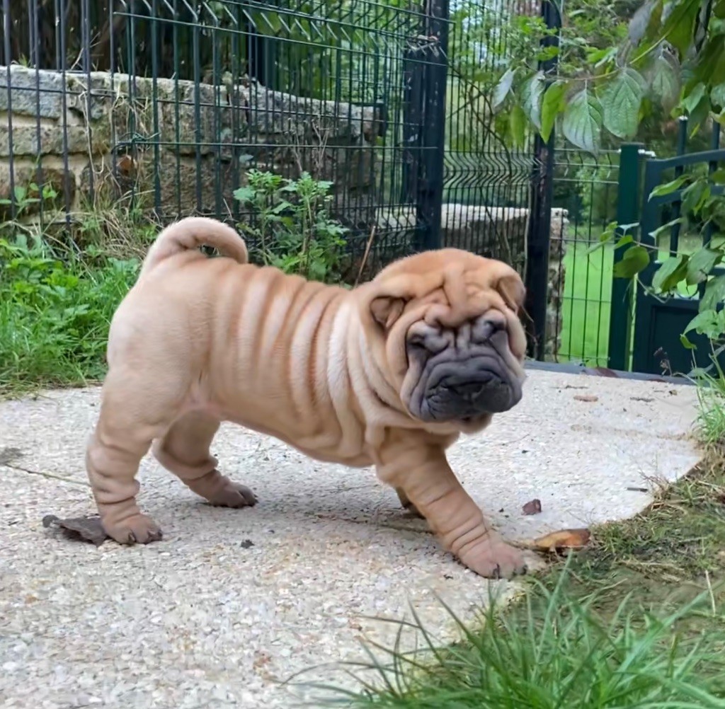 des Ming Way - Chiots disponibles - Shar Pei
