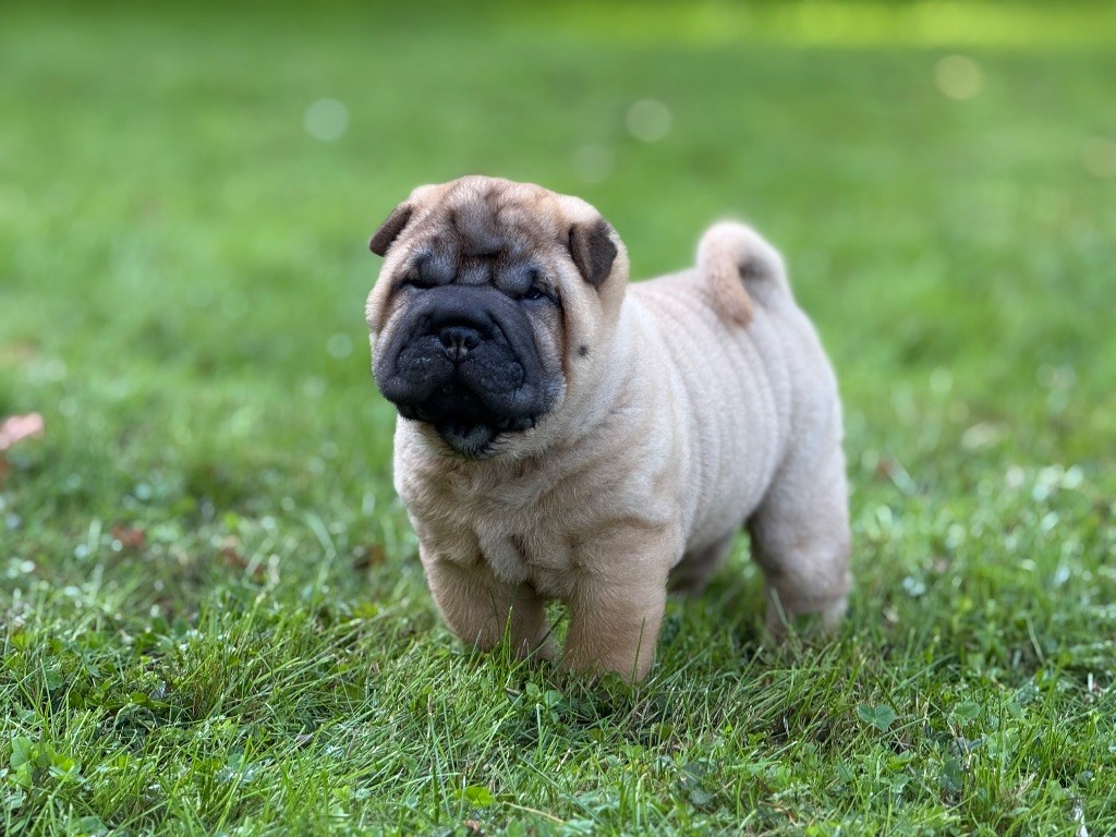 des Ming Way - Chiots disponibles - Shar Pei
