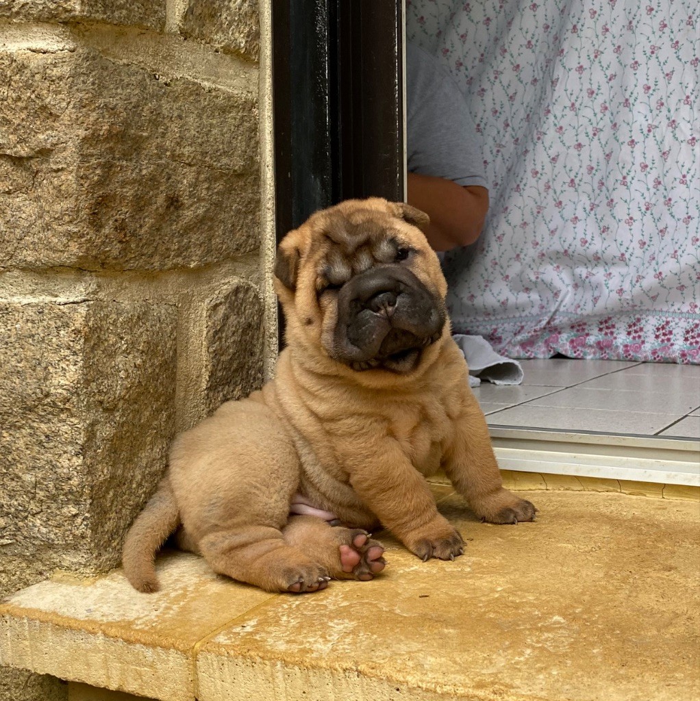 des Ming Way - Chiots disponibles - Shar Pei