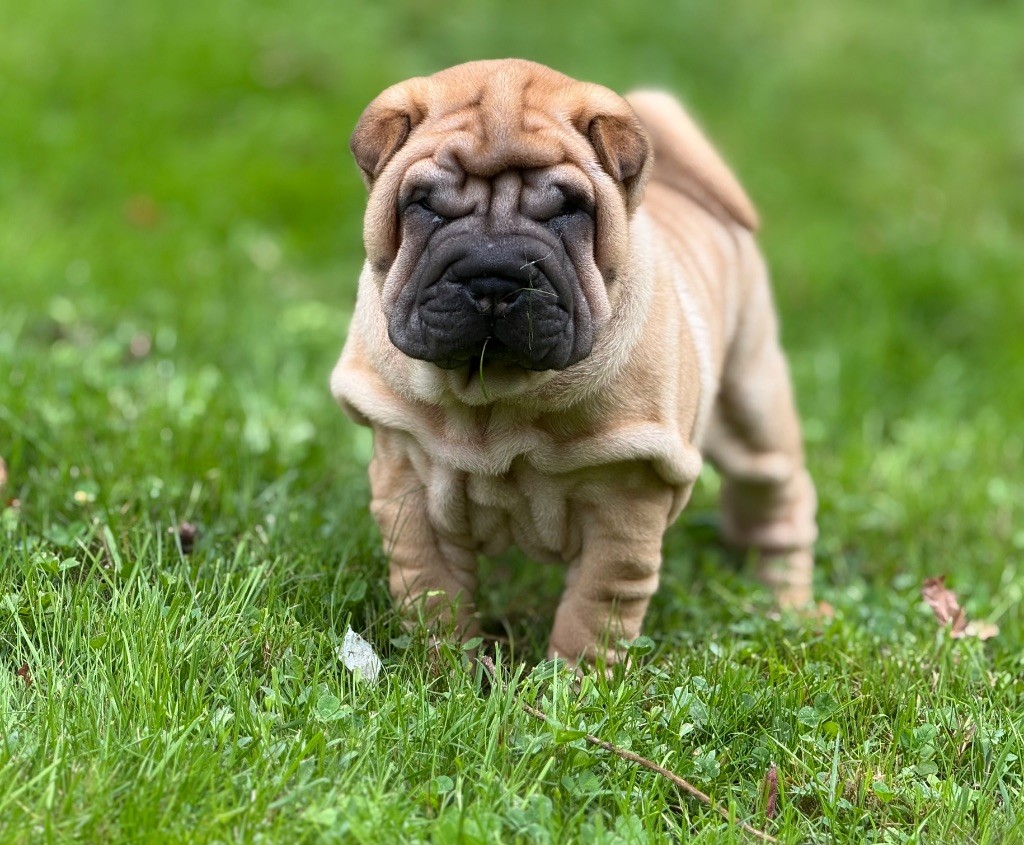 des Ming Way - Chiots disponibles - Shar Pei