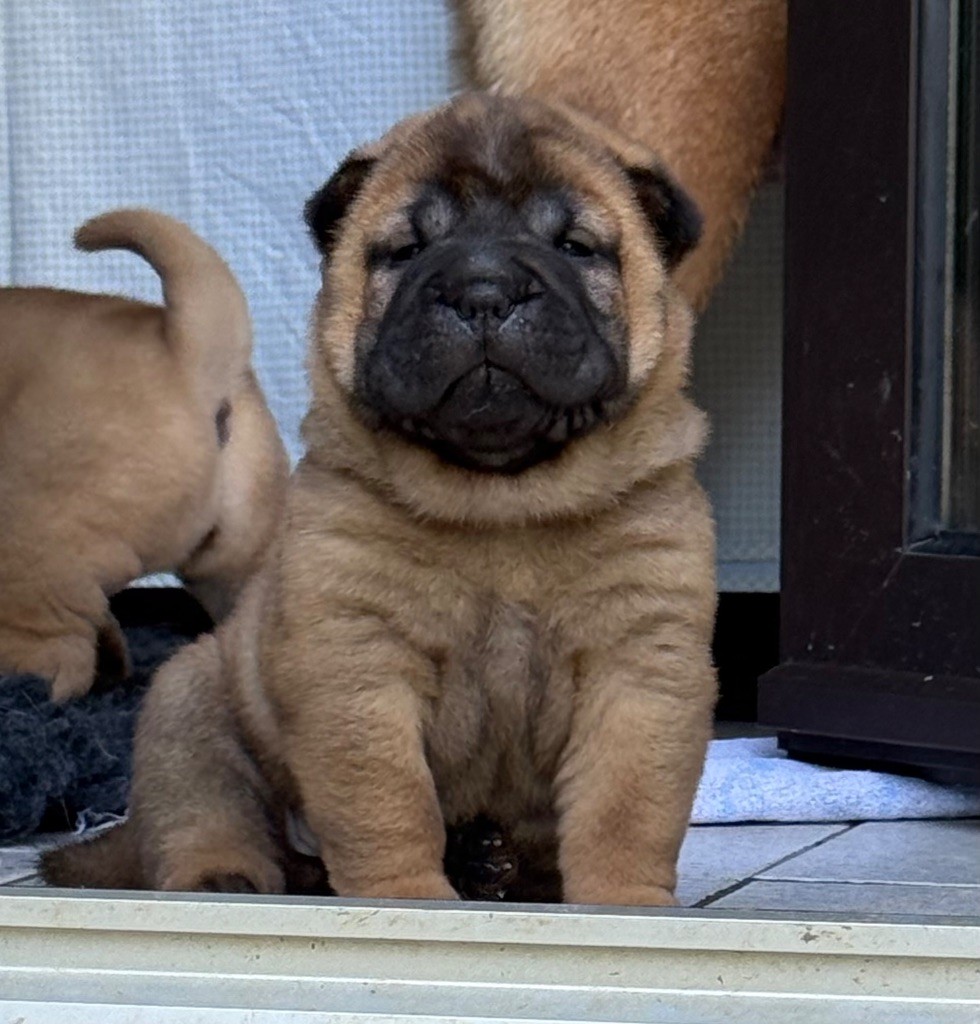 des Ming Way - Chiots disponibles - Shar Pei