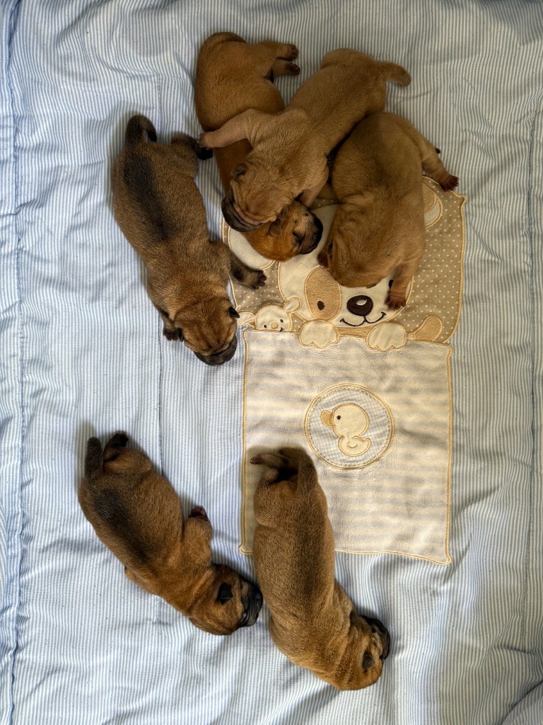 Chiot Shar Pei des Ming Way