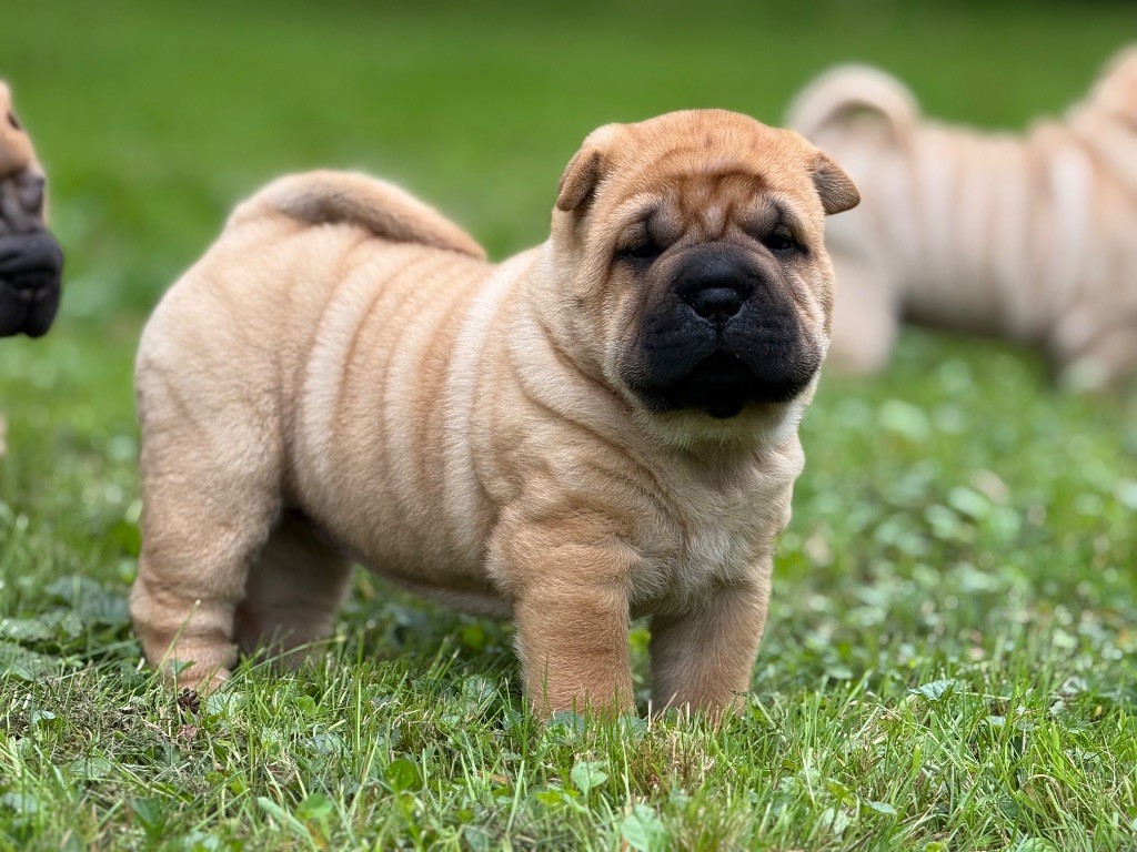 des Ming Way - Chiots disponibles - Shar Pei