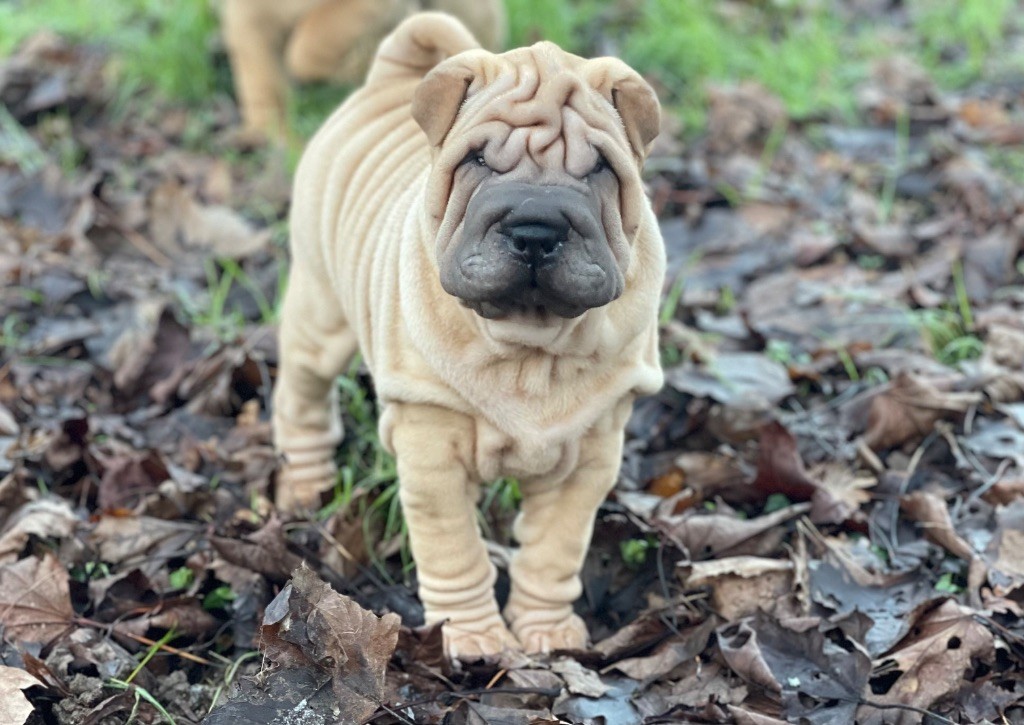 des Ming Way - Chiots disponibles - Shar Pei