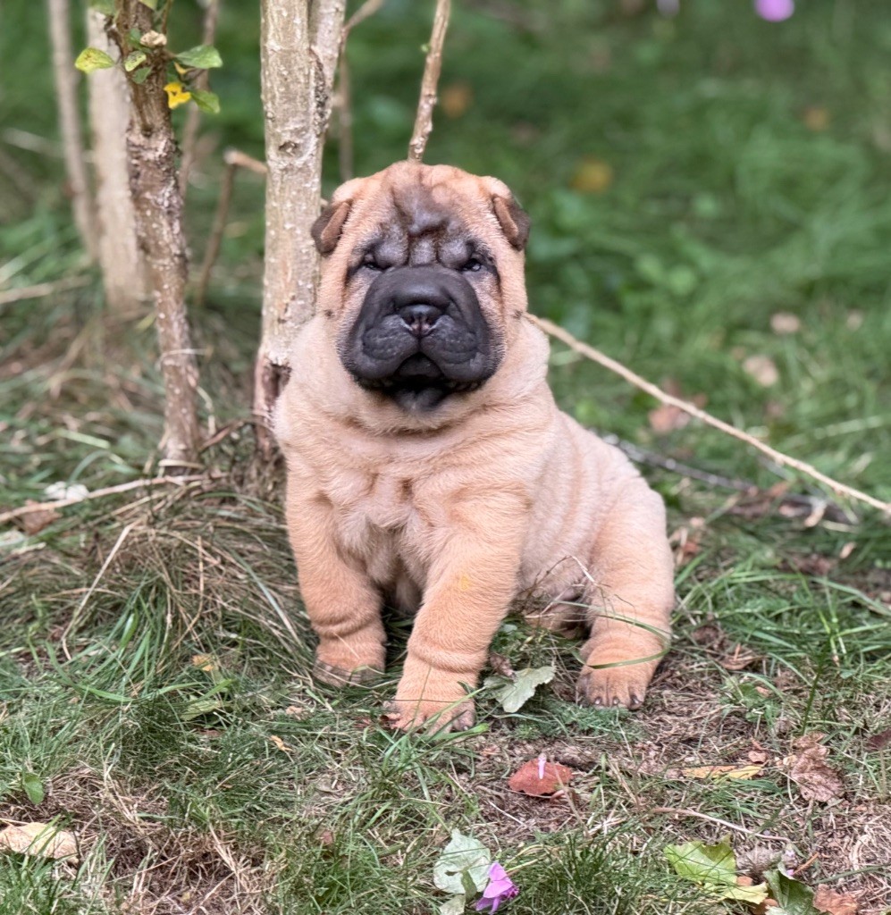 des Ming Way - Chiots disponibles - Shar Pei